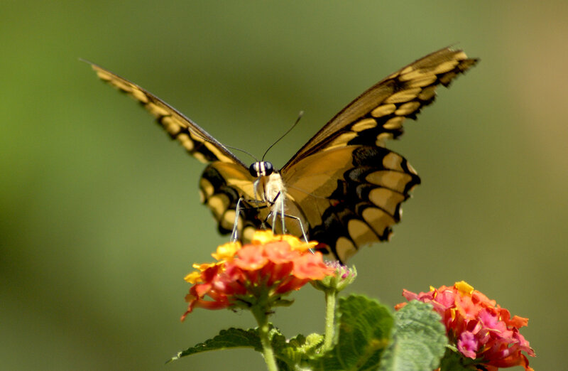 Butterfly on a flower