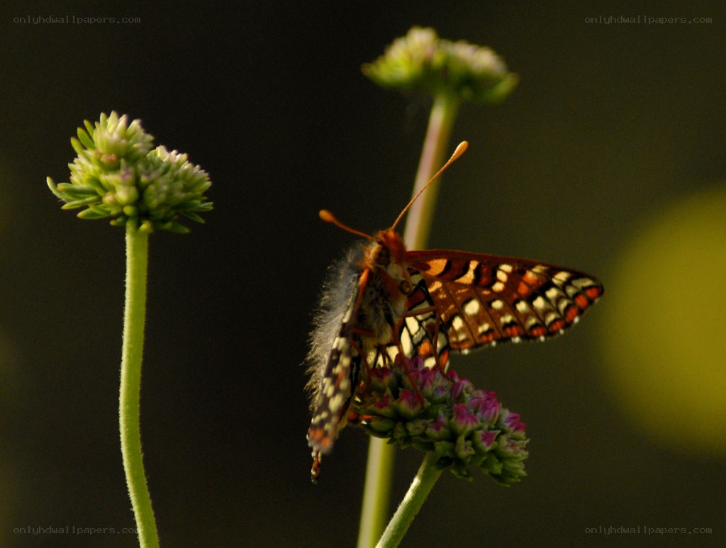 Butterfly on a flower