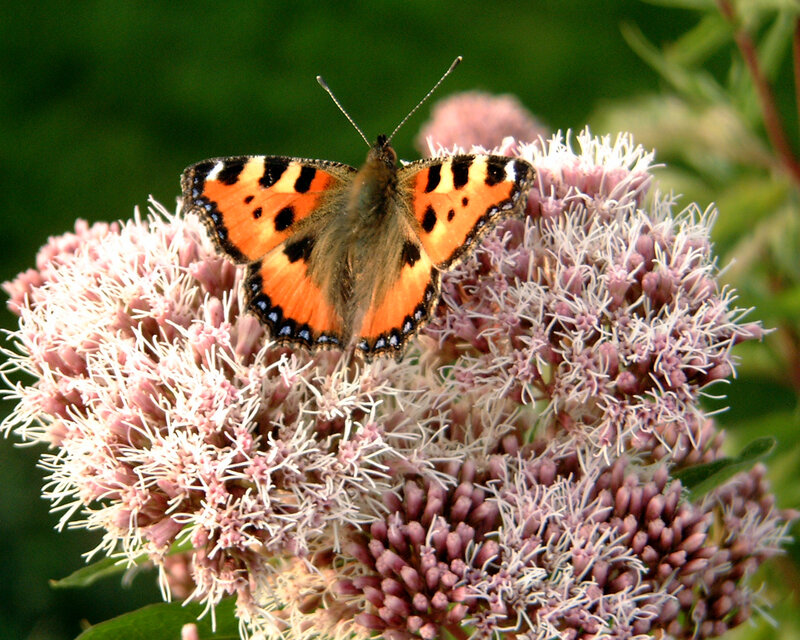 butterfly on a flower