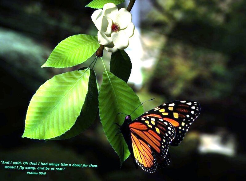 butterfly on a flower