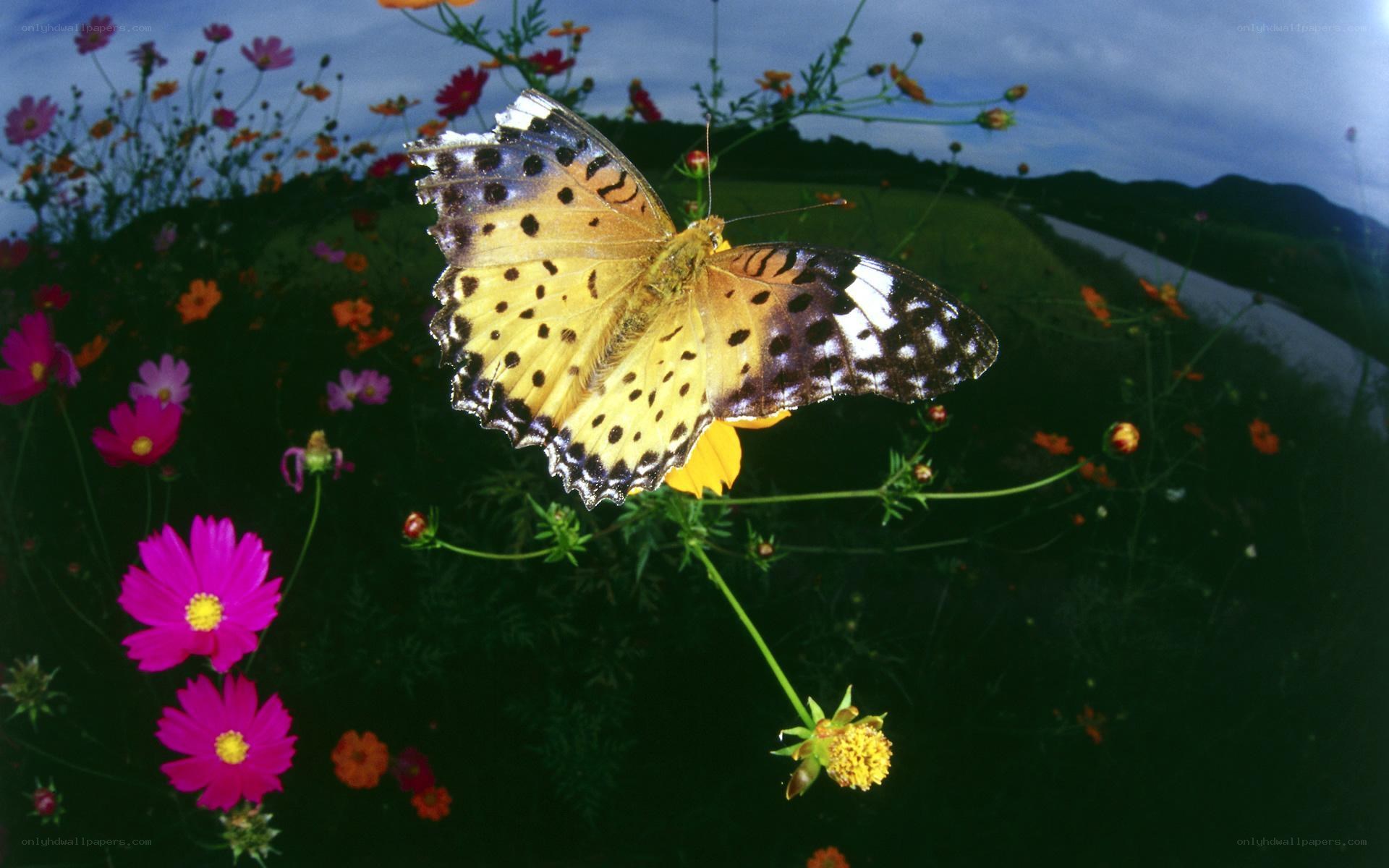 Butterfly on a flower