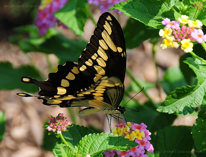 Butterfly on a flower