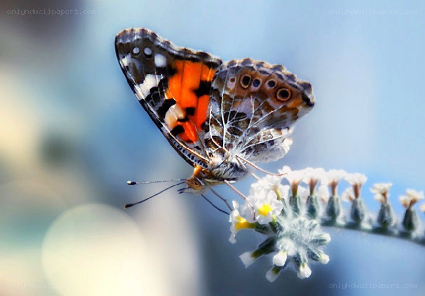 butterfly on a flower