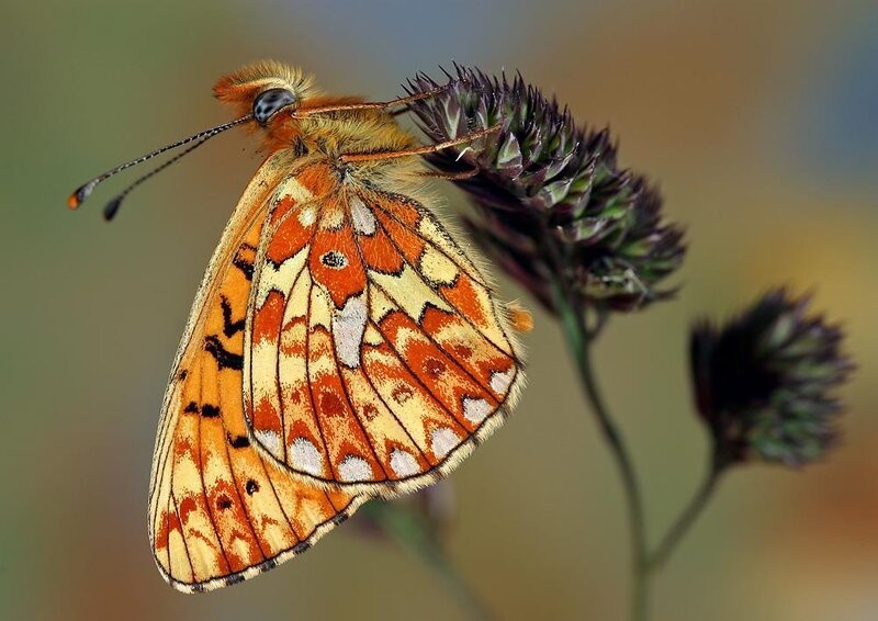butterfly on a flower