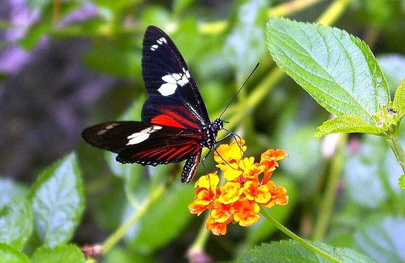 Butterfly on a flower