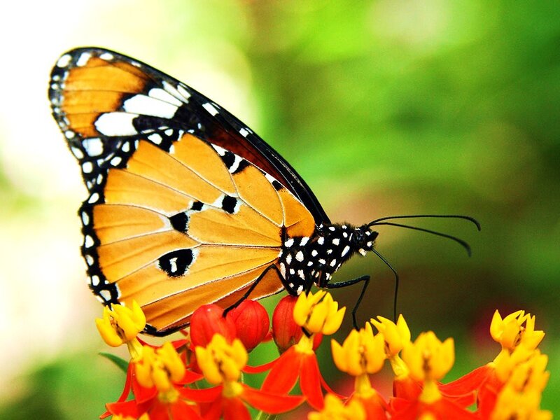 Butterfly on a flower