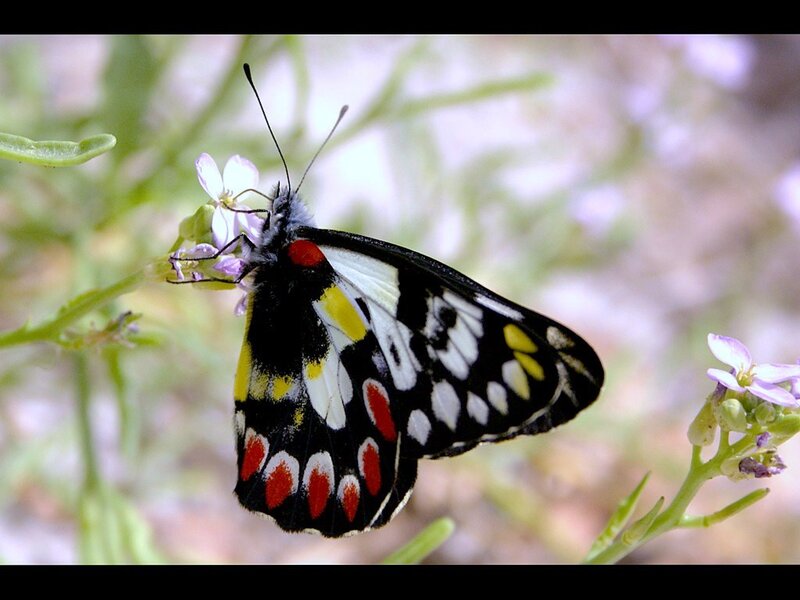 Butterfly on a flower