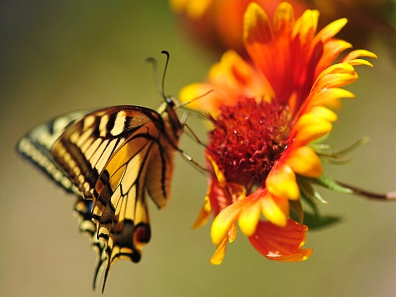 butterfly on a flower
