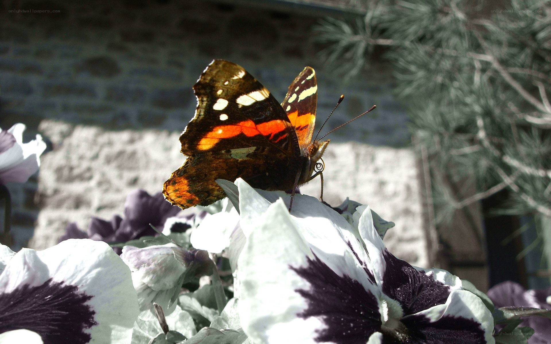 butterfly on a flower