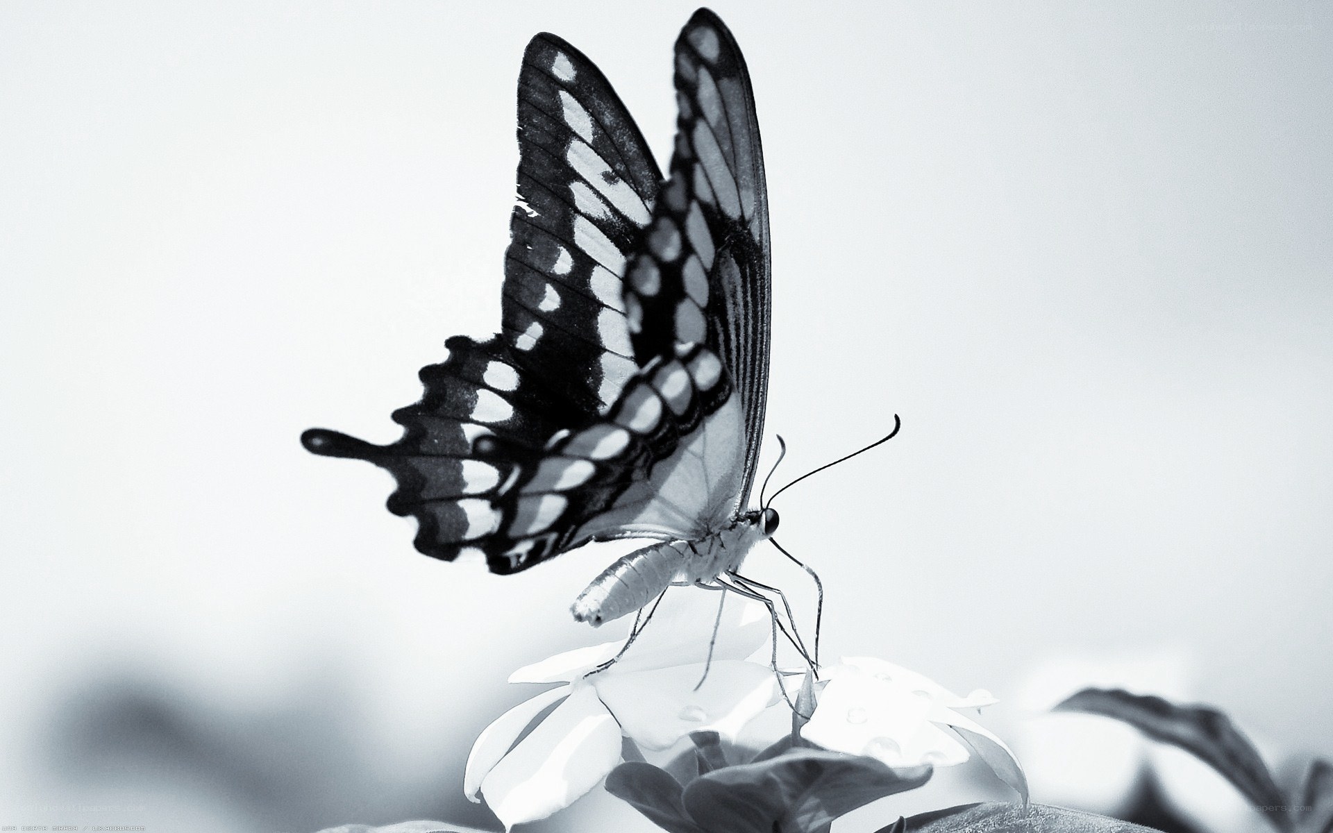 butterfly on a flower