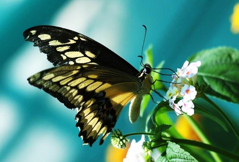 Butterfly on a flower