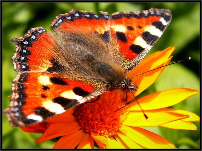 butterfly on a flower