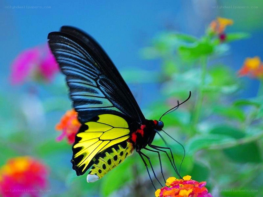 butterfly on a flower