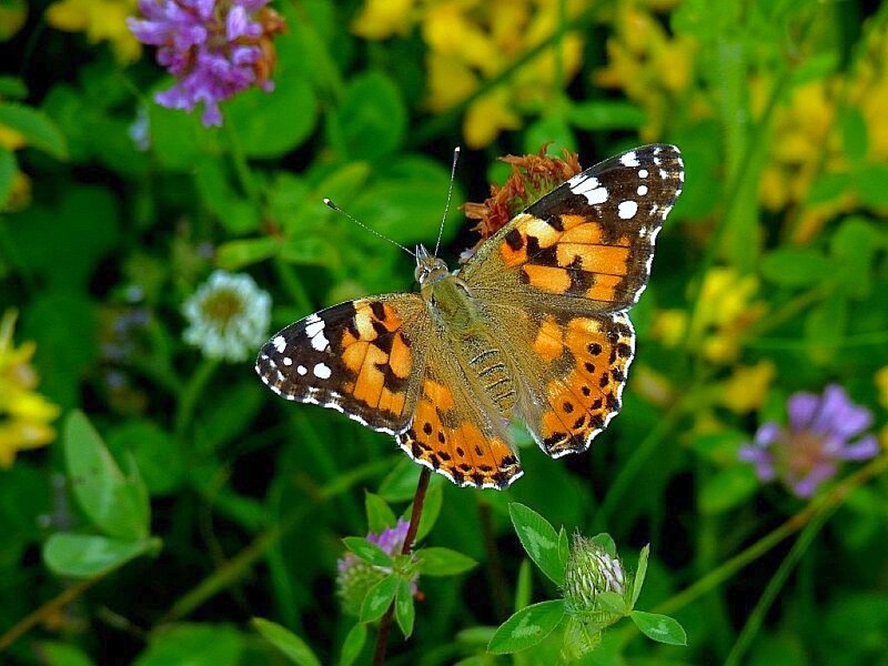 butterfly on a flower
