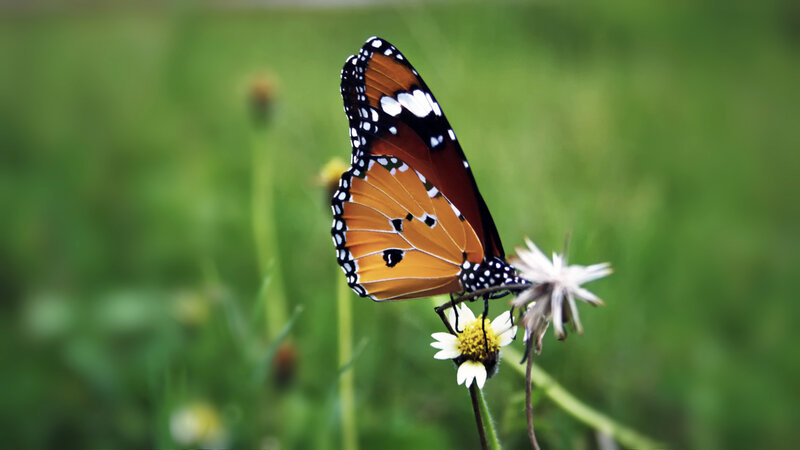 butterfly on a flower