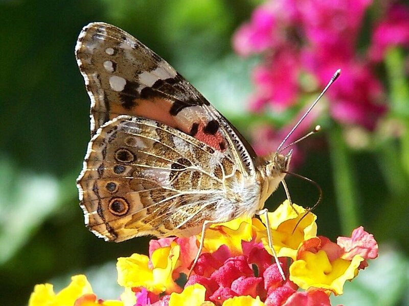 butterfly on a flower