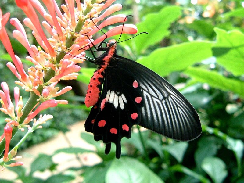 Butterfly on a flower