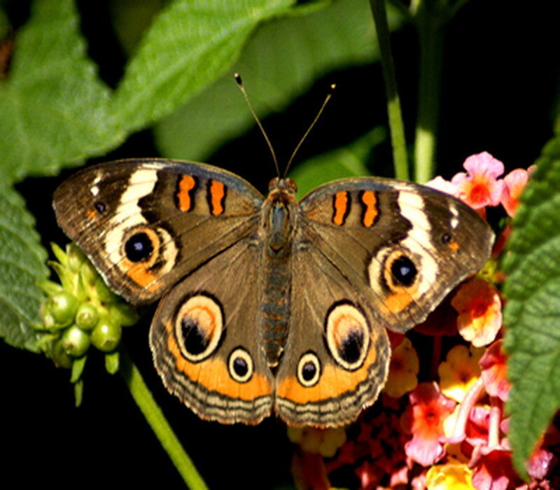 butterfly on a flower