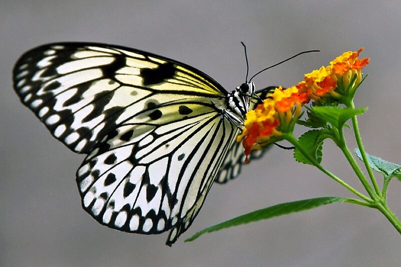butterfly on a flower