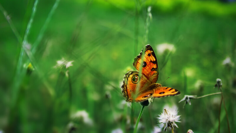 Butterfly on a flower