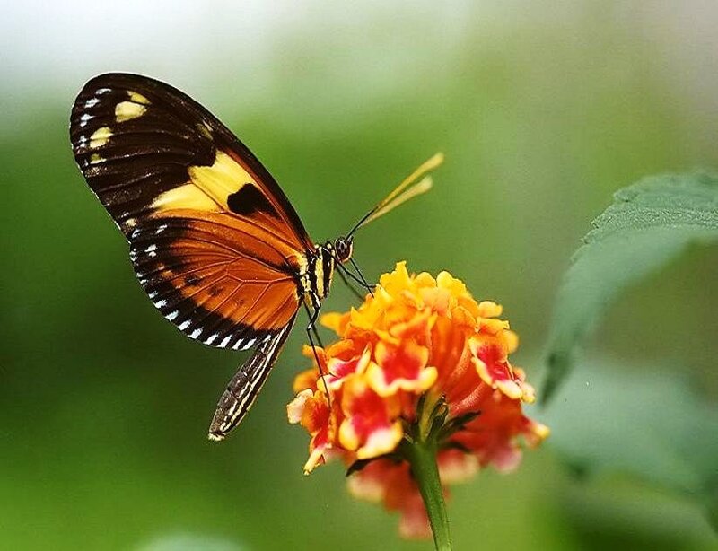 Butterfly on a flower
