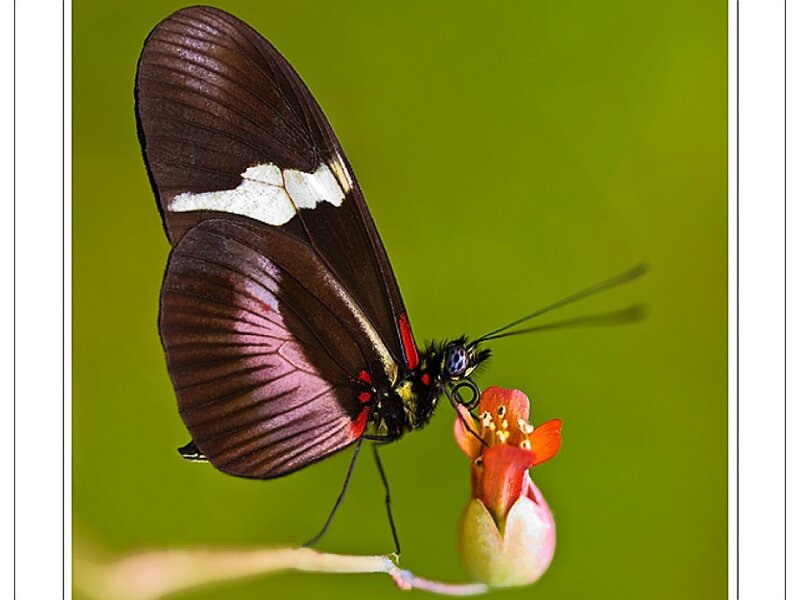 Butterfly on a flower