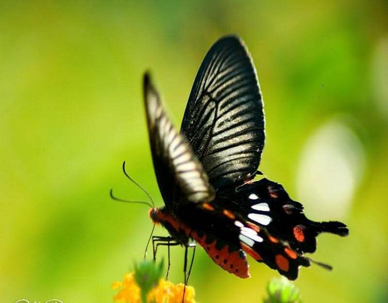 Butterfly on a flower
