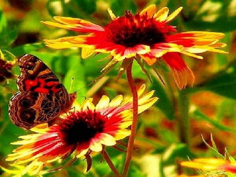 butterfly on a flower
