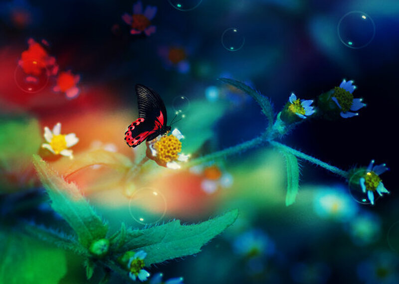 Butterfly on a flower