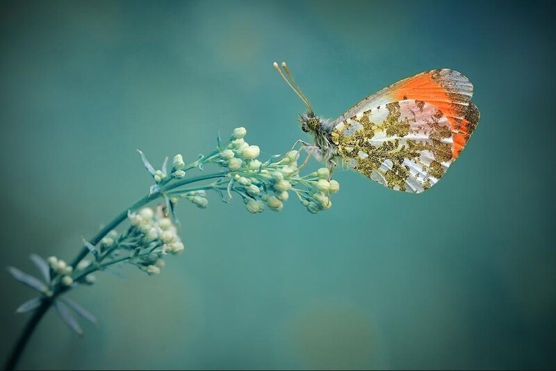 Butterfly on a flower