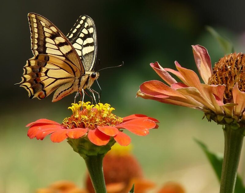butterfly on a flower