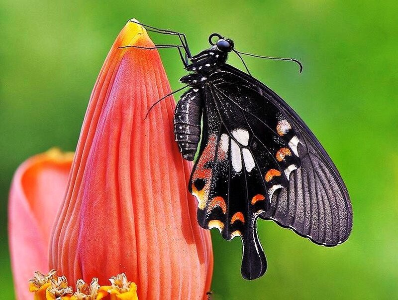 butterfly on a flower