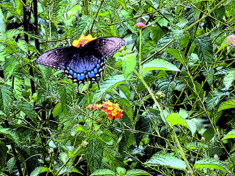 Butterfly on a flower