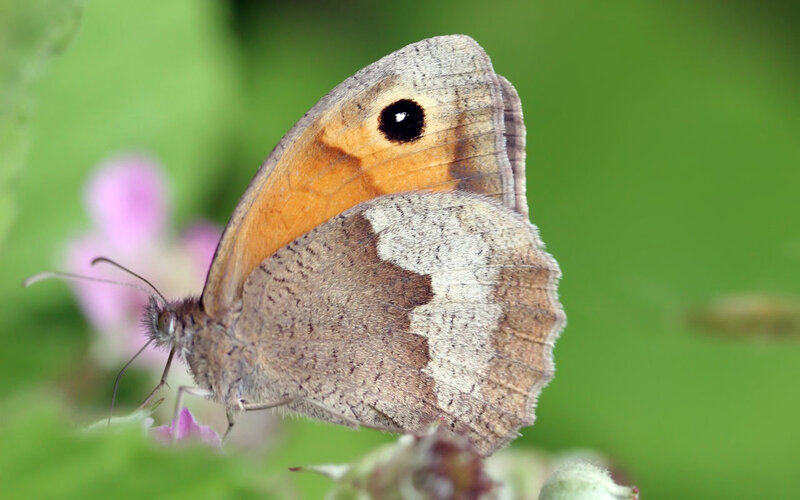 butterfly on a flower