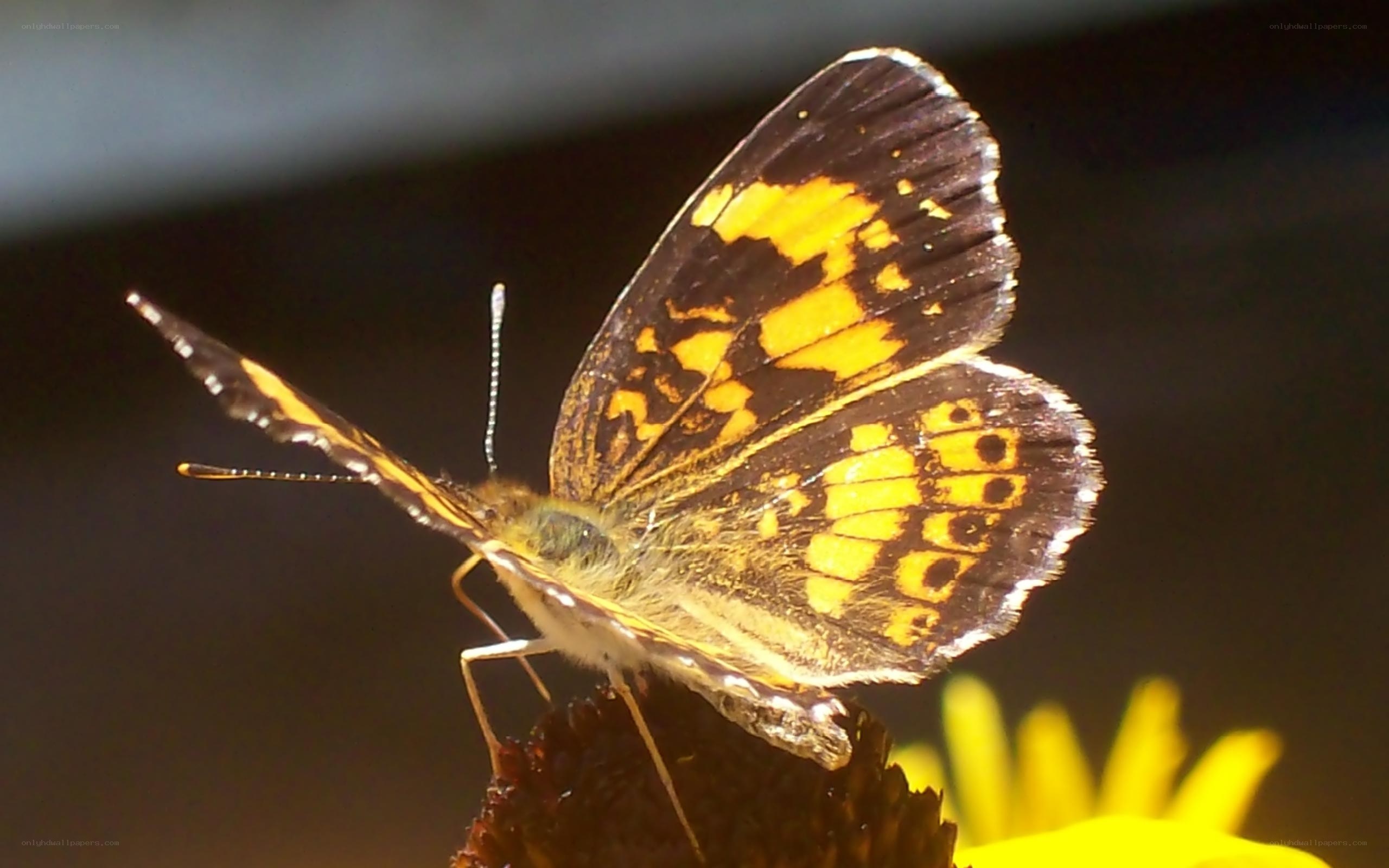 butterfly on a flower