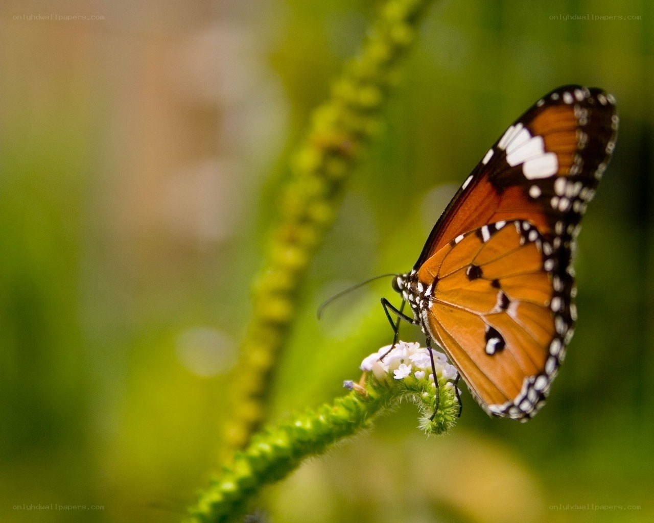 butterfly on a flower