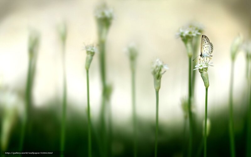 butterfly on a flower
