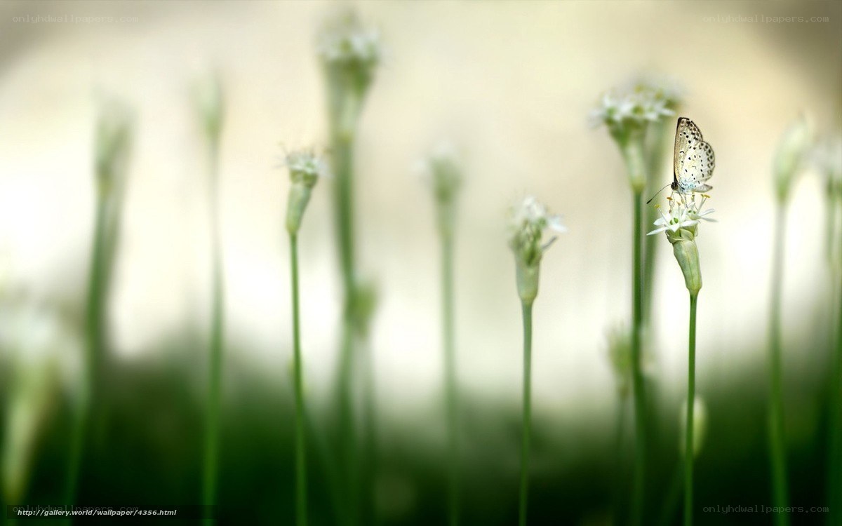 butterfly on a flower