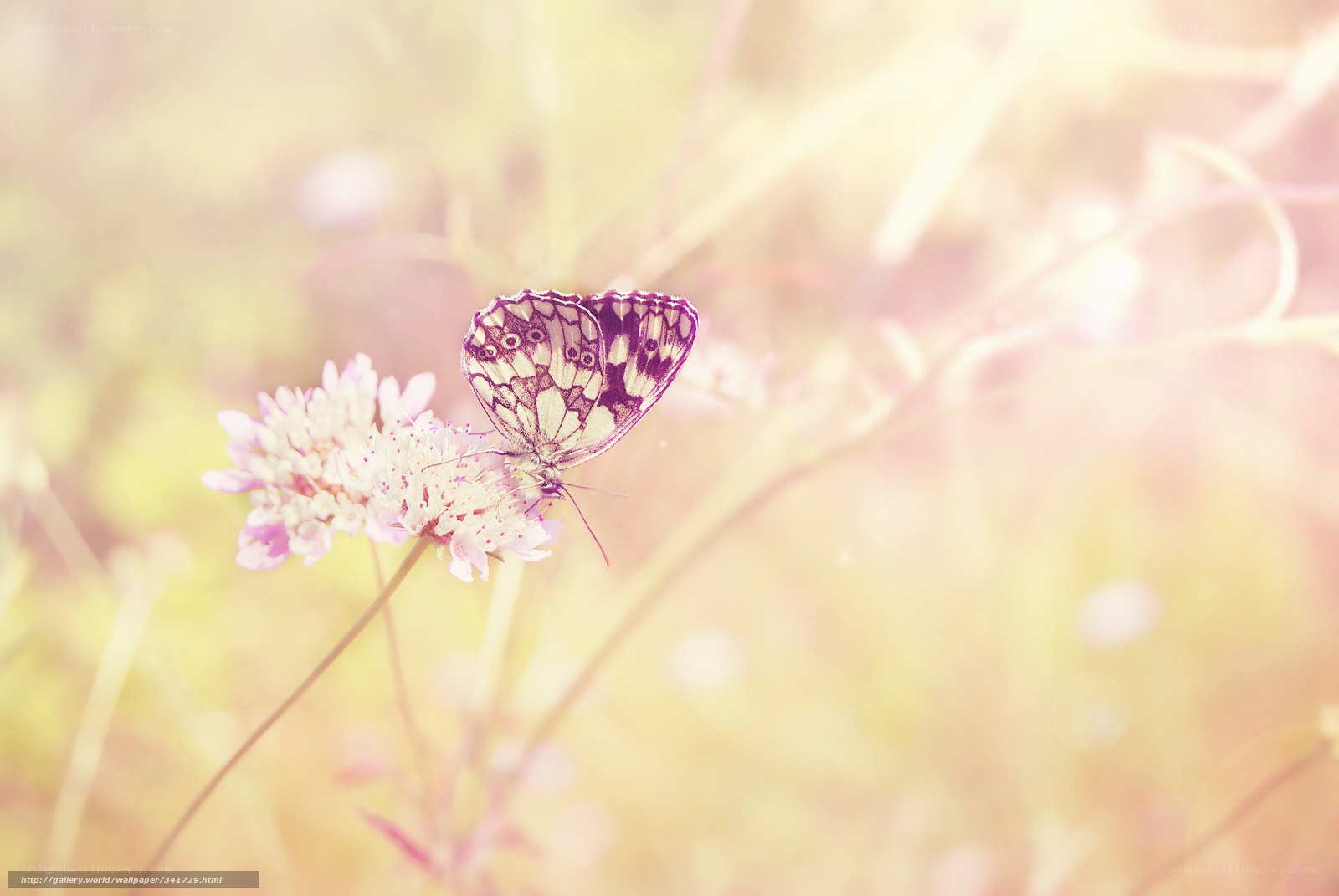 butterfly on a flower