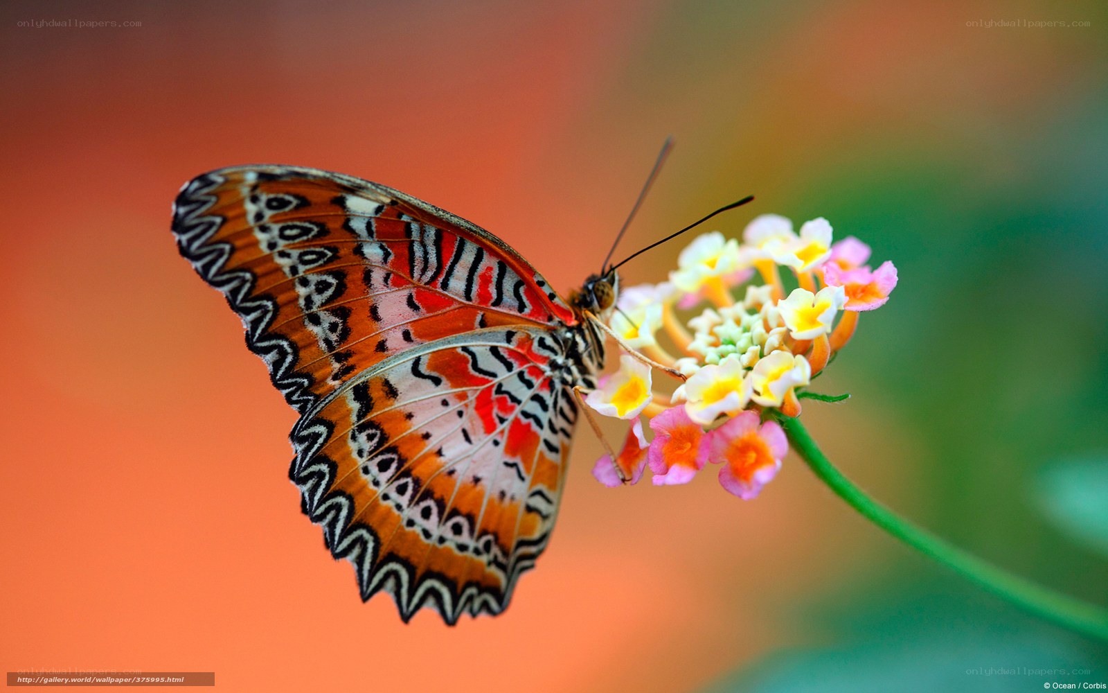 Butterfly on a flower