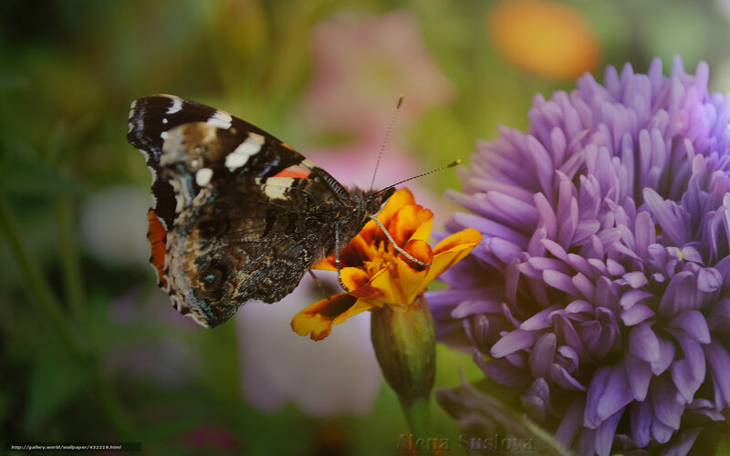 butterfly on a flower