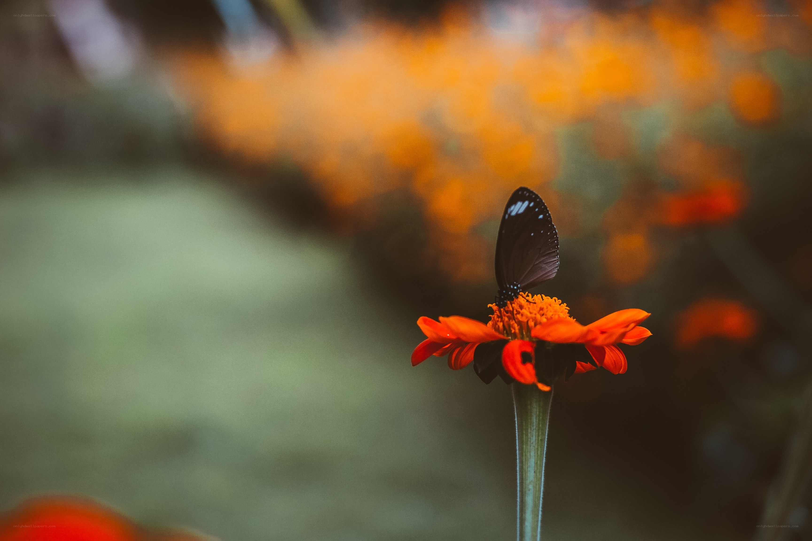 Butterfly on a flower