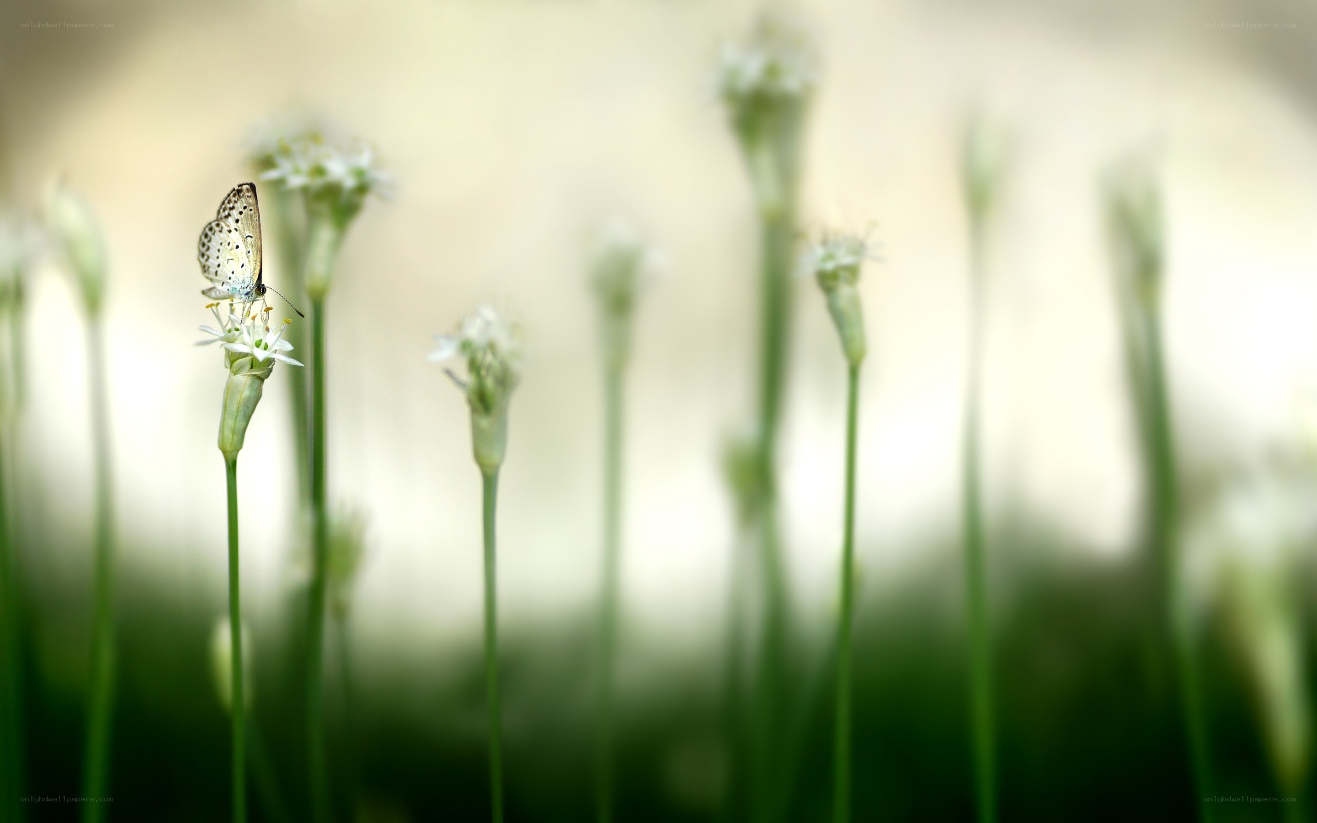 Butterfly on a flower