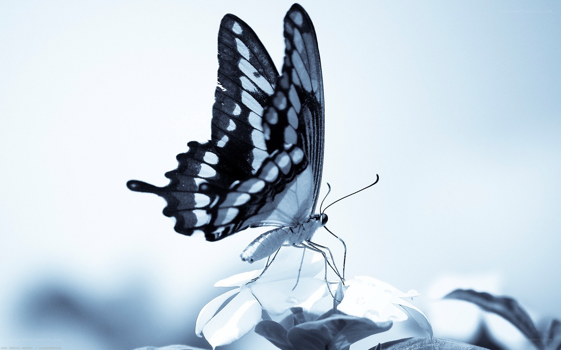 butterfly on a flower