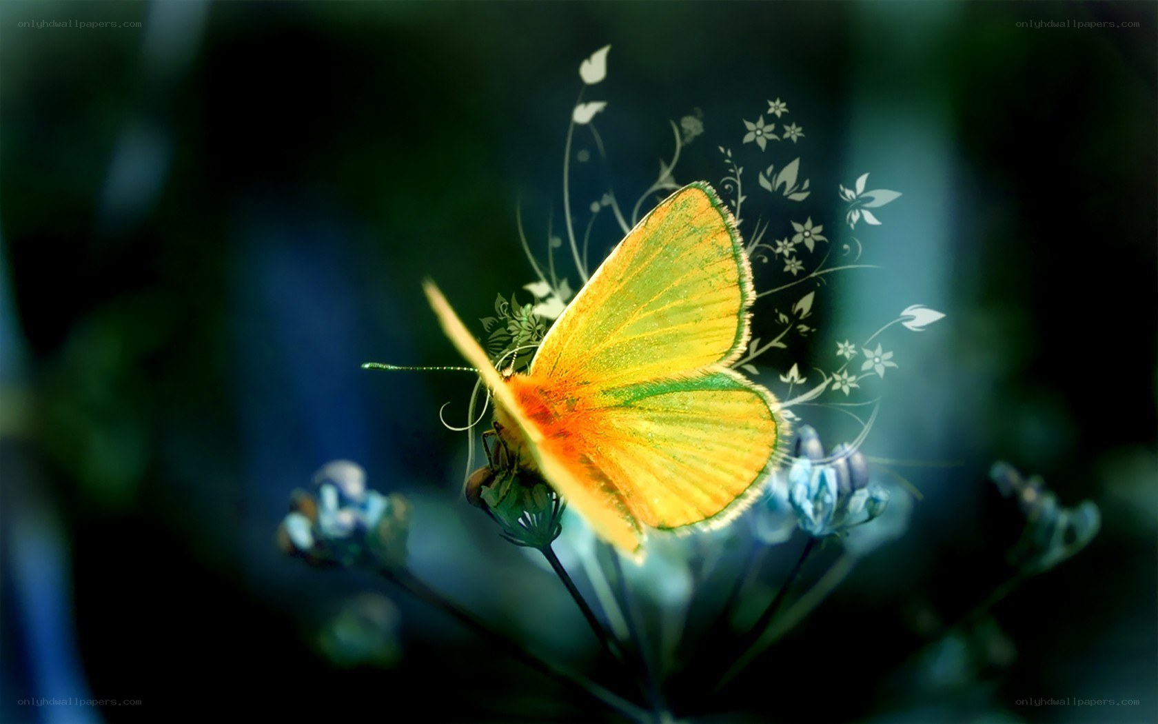 Butterfly on a flower