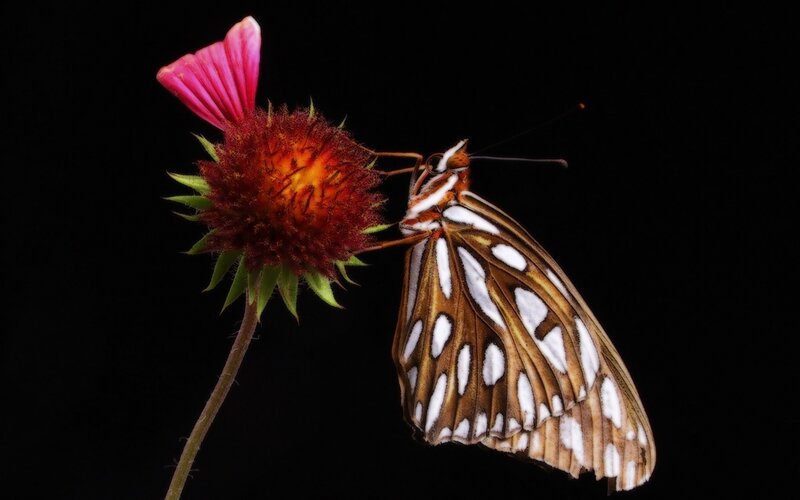 butterfly on a flower