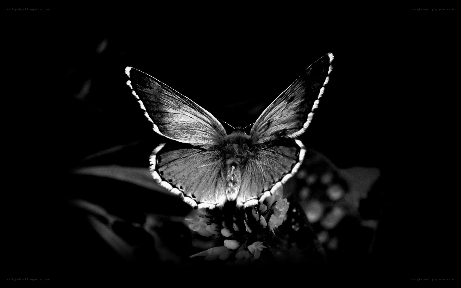 Butterfly on a flower