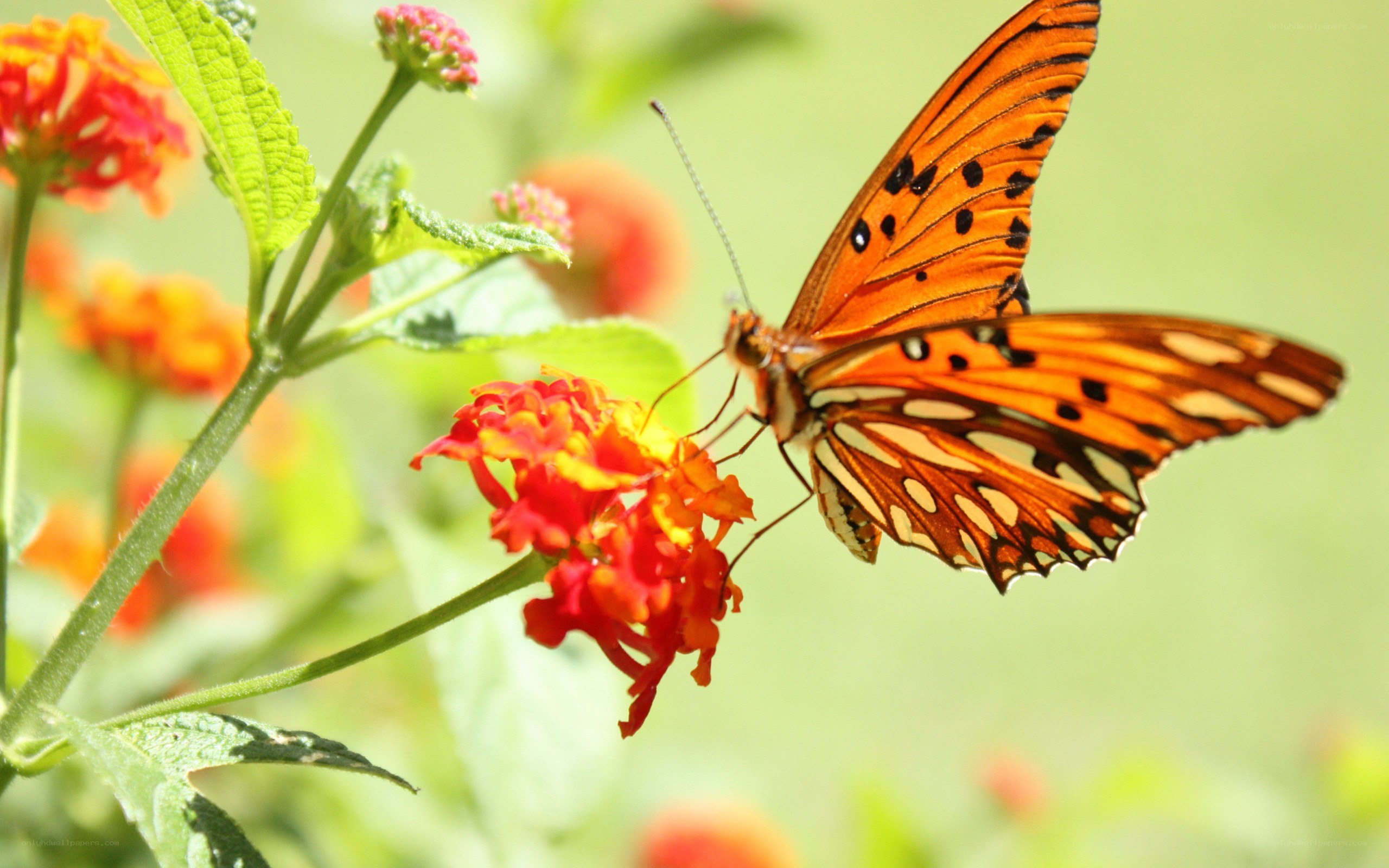 Butterfly on a flower