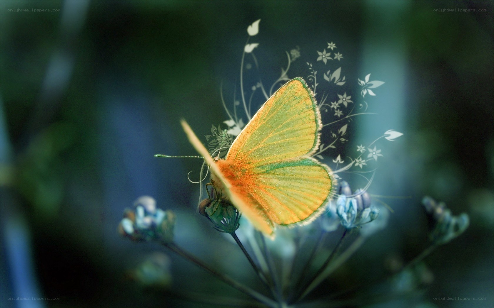 butterfly on a flower