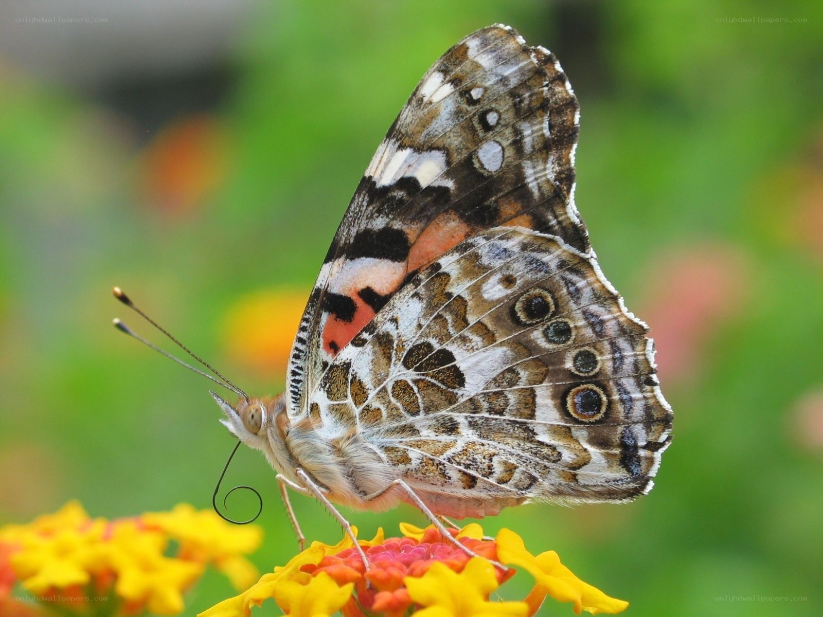 butterfly on a flower